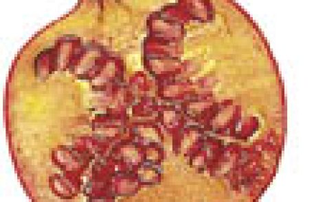 עץ הרימון נתן פריו