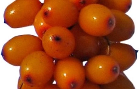 סוד הקסם שבאובליפיחה