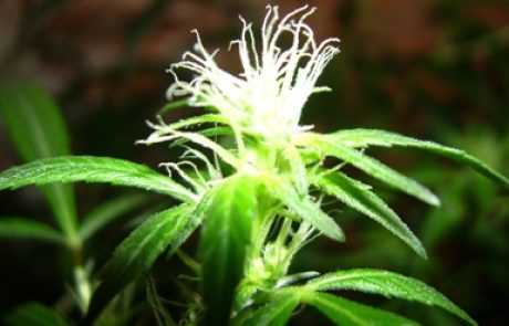 שובו של הקנביס